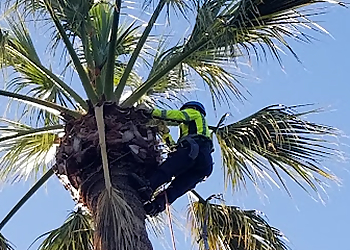 Ed’s Tree Specialists Brownsville Tree Services image 1