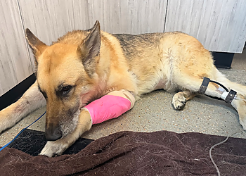 Ehlers Animal Care - Lincoln, NE Veterinary Clinics - Medical Procedure Image