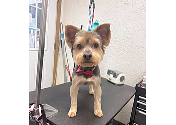 Irvine Pet Grooming El Camino Pet Grooming