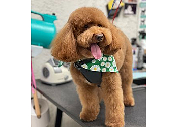 Irvine Pet Grooming El Camino Pet Grooming