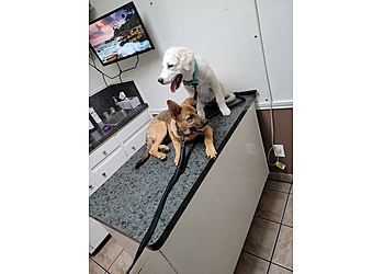 Killeen Veterinary Clinics El Centro Pet Medical Center