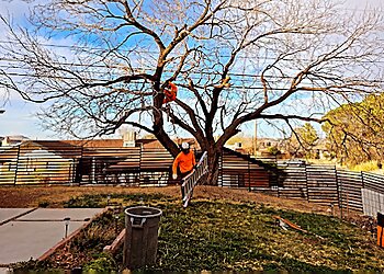 El Paso Tree Services El Paso Arborists