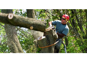 3 Best Tree Services in El Paso, TX - Expert Recommendations