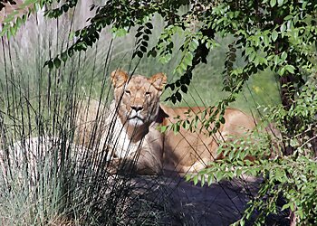 El Paso Places To See El Paso Zoo