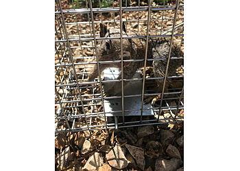 El Paso Animal Removal El Valle Pest Control