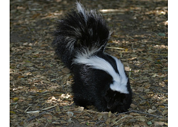 El Paso Animal Removal El Valle Pest Control