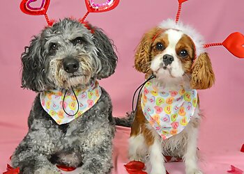 Fresno Dog Training Elaine's Pet Resorts