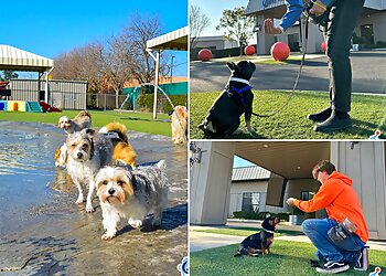 Fresno Dog Training Elaine's Pet Resorts