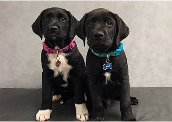 McKinney Veterinary Clinics Eldorado Animal Hospital