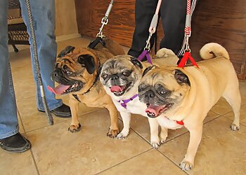 McKinney Pet Grooming Eldorado Pet Grooming