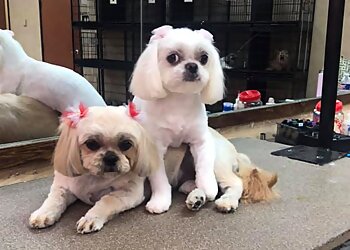 McKinney Pet Grooming Eldorado Pet Grooming