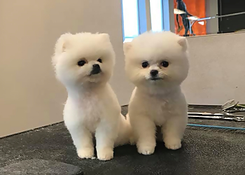 Portland Pet Grooming Elegant Dog Grooming LLC