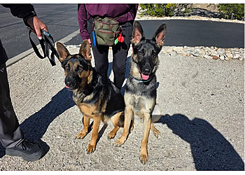 Tucson Dog Training Elevate Dog Center