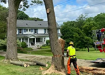 Pittsburgh Tree Services Elevated Tree Care