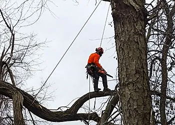 Pittsburgh Tree Services Elevated Tree Care