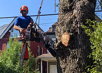 Elevated Tree Care Pittsburgh Tree Services image 1