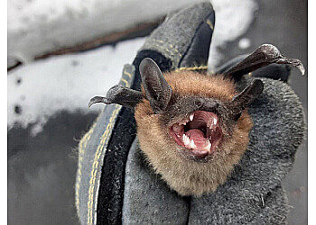 Hartford Animal Removal Eliminate 'Em Pest Control Services LLC