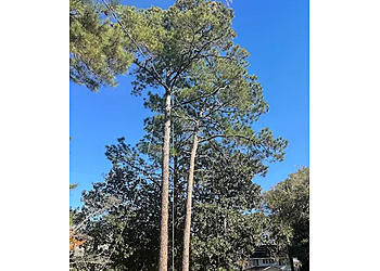 Fayetteville Tree Services Elite Tree Service