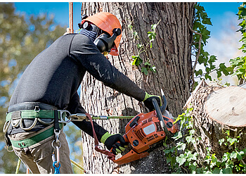 Elite Tree Service - Glendale, AZ Tree Services - Team Working Image