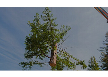 Elite Tree Service - Glendale, AZ Tree Services - Maintenance Service Image