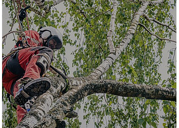  Elite Tree Service Glendale Tree Services