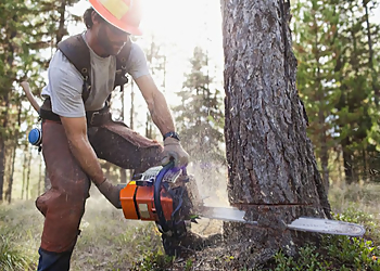 Cape Coral Tree Services Elite Tree Service LLC