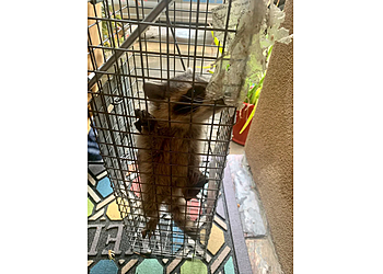 Houston Animal Removal Elite Wildlife Services