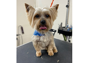 Elizabeth Pet Grooming Elizabeth Pet Grooming