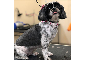 Elizabeth Pet Grooming Elizabeth Pet Grooming