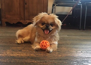 Elizabeth Veterinary Clinics Elizabeth Veterinary Clinic Inc.