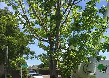 Elk Grove Tree Services Elk Grove Tree Services