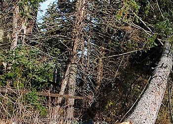 Worcester Tree Services Elliott Tree