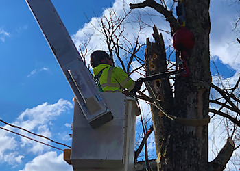 Paterson Tree Services Elmwood Tree Service Inc.