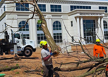 Paterson Tree Services Elmwood Tree Service Inc.