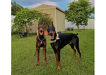 Hollywood Veterinary Clinics Emerald Hills Animal Hospital