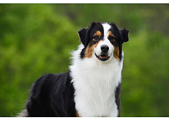 South Bend Veterinary Clinics Emergency Veterinary Care Centers