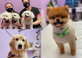 3 Best Pet Grooming in Columbus, OH - Expert Recommendations