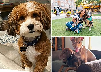 Baton Rouge Dog Walkers Emily Says Sit