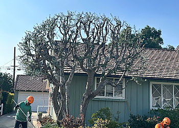 Ontario Tree Services Empire Tree Service