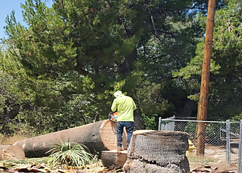 San Bernardino Tree Services Endless Tree Service