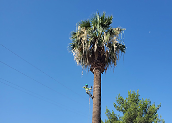 San Bernardino Tree Services Endless Tree Service