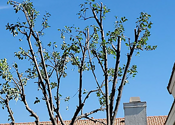 Endless Tree Service San Bernardino Tree Services image 1