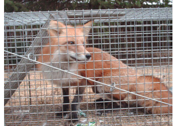 Lakewood Animal Removal EnviroCritter