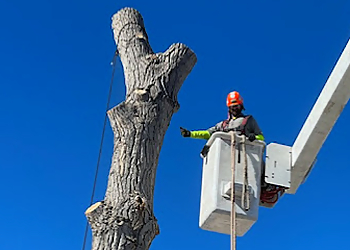 Lakewood Tree Services Environmental Tree Care LLC Lakewood