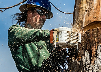 Lakewood Tree Services Environmental Tree Care LLC Lakewood