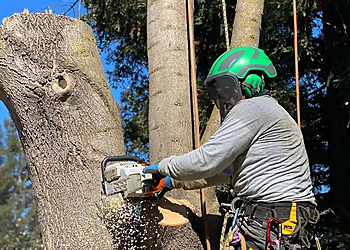 Sacramento Tree Services Environmental Tree Service