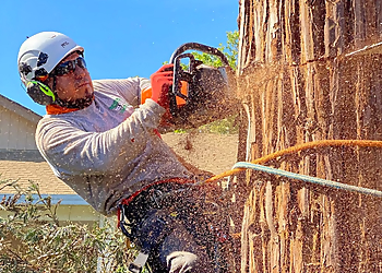 Sacramento Tree Services Environmental Tree Service
