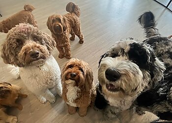 Orlando Dog Walkers Eola Pets