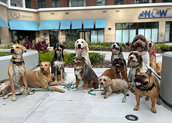 Eola Pets Orlando Dog Walkers
