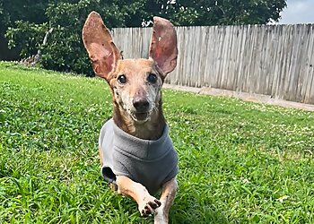 Hialeah Dog Walkers Equipaws Pet Services